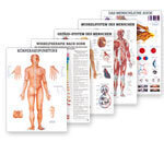 Anatomical Posters