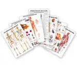 Anatomical Mini-Poster 34x24 cm