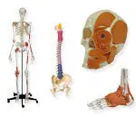 Anatomical Models