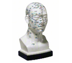 Acupuncture Modells