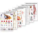 Anatomical Poster 50x70 cm