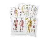 Anatomical Relief Poster 54x74 cm