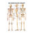 Wall chart - The human skeleton - , LxW 100x70 cm