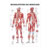 Wall chart - Human muscular system, - LxW 100x70 cm,