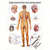 Wall chart - The nervous system - , LxW 100x70 cm