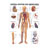 Wall chart - The Vascular System - , LxW 100x70 cm