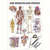 Wall chart - The human body - , LxW 100x70 cm