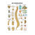 Wall chart - The spinal column - , LxW 100x70 cm
