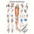 Wall chart - Lower limb - , LxW 100x70 cm