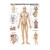 Wall chart - The lymphatic system - , LxW 100x70 cm