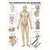 Wall chart - The lymphatic system - , LxW 100x70 cm