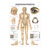 Wall chart - body acupuncture, - LxW 100x70 cm