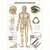 Wall chart - body acupuncture, - LxW 100x70 cm