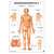 Wall chart - body acupuncture II, - LxW 100x70 cm