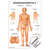 Wall chart - body acupuncture II, - LxW 100x70 cm