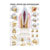 Wall chart - teeth and jaw joint, - LxW 100x70 cm