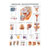 Wall chart - Male Reproductive System - , LxW 100x70 cm