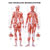 Wall chart - Female muscular system, - LxW 100x70 cm