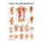Mini-Poster - abdominal and intercostal muscles, - L x W 34x24 cm