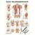 Mini-Poster - abdominal and intercostal muscles, - L x W 34x24 cm