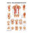 Poster - abdominal and intercostal muscles - L x W 70x50 cm