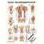Poster - abdominal and intercostal muscles - L x W 70x50 cm