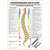 Posters - Spinal therapy Dorn - L x W 70x50 cm