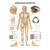 Posters - body acupuncture - L x W 70x50 cm