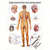 Poster - nervous system - , LxW 70x50 cm