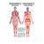 Posters - connective tissue massage - L x W 70x50 cm