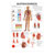 Posters - high blood pressure - , LxW 70x50 cm