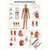 Posters - high blood pressure - , LxW 70x50 cm