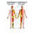 Posters - cutaneous innervation - , L x W 70x50 cm