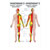 Posters - cutaneous innervation - , L x W 70x50 cm