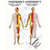 Posters - cutaneous innervation - , L x W 70x50 cm