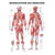 Posters - muscular system - L x W 70x50 cm