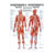 Poster - trigger points - L x W 70x50 cm