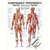 Poster - trigger points - L x W 70x50 cm