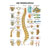 Poster - spinal column - L x W 70x50 cm