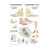 Posters - Foot Acupuncture - L x W 70x50 cm