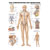 Poster - lymphatic system - , L x W 70x50 cm