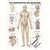 Poster - lymphatic system - , L x W 70x50 cm