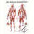 Poster - Female muscular system, - L x W 70x50 cm