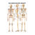 Mini-Poster - The human skeleton - L x W 34x24 cm
