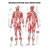 Mini-Poster - muscular system - , L x W 34x24 cm, laminated