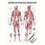Mini-Poster - muscular system - , L x W 34x24 cm, laminated