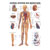 Mini-Poster - vascular system - L x W 34x24 cm