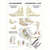 Mini-poster - foot-acupuncture - L x W 34x24 cm