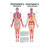 Mini-Poster - massage of the connective tissue - L x W 34x24 cm