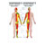 Mini-Poster - cutaneous innervation - L x W 34x24 cm